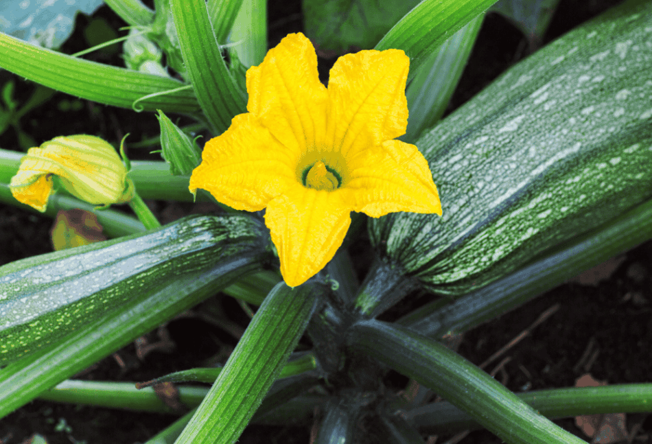 Cukinia — letni hit pełen zdrowia